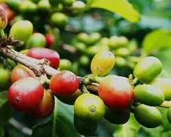 Granos de cafe