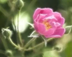 Rosa