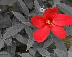 rojo vivo