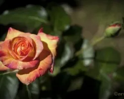 Rosa