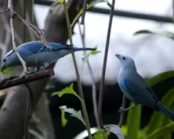 Viudas