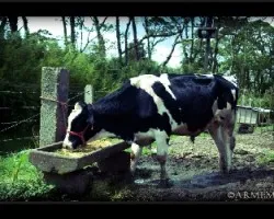 tengo una vaca lechera