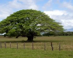 Higeron