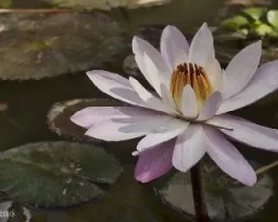 En el agua