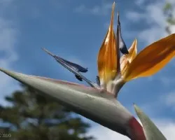 Ave del paraiso