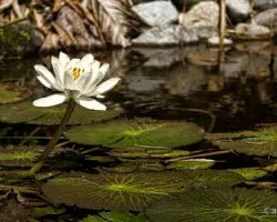 lirio de agua
