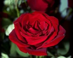 Te regalo una rosa