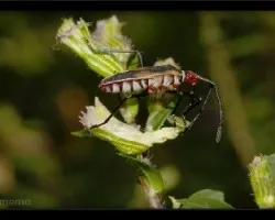 Identificar|