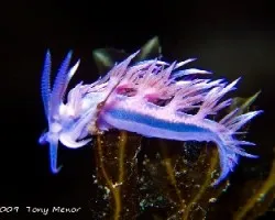 flabellina affinis