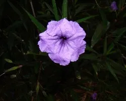 Flor