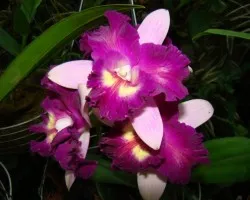 Mi jardin