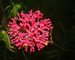 Flor extra?a Yuca de Jard?n