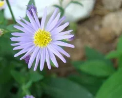 lila y amarillo