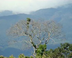 Un arbol cerca del Poas