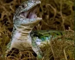 Pequeno Saurio