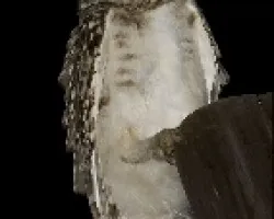 Lechuza De Las Vizcacheras