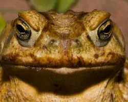 Sapo Modelo