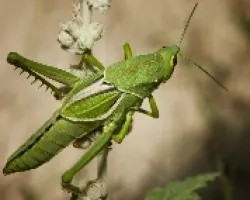 Bebe de Langosta