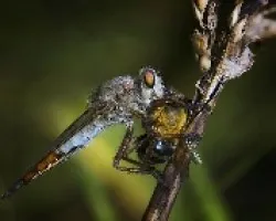 Philoricus albiceps