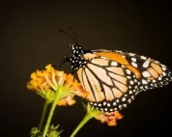 Mariposa I