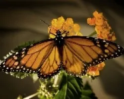 Danaus plexippus