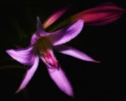 Bella de Noche
