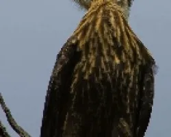 Carancho (Polyborus plancus)