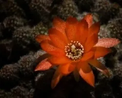 Flor de Cactus