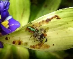 ataque aracnido