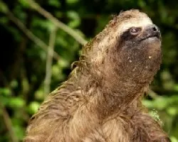 perezoso mirando cielo