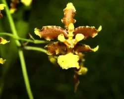 orquidea