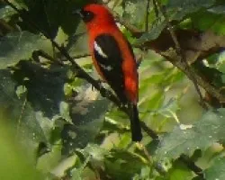 Piranga leucpotera