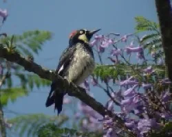 Melanerpes formicivorus 