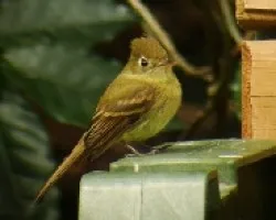 Empidonax occidentalis