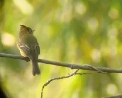 Mitrephanes phaeocercus