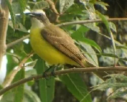 Myiozetetes similis