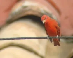 Piranga rubra-Tangara roja (macho)