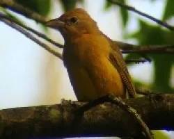 Piranga rubra-Tangara roja (hembra)