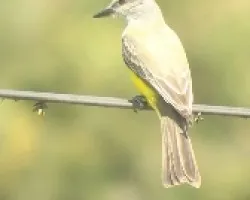 Tyrannus melancholicus 