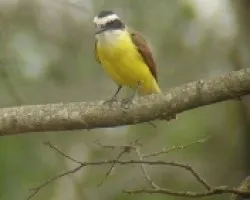 Pitangus sulphuratus 