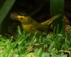 Wilsonia pusilla