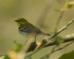 Dendroica virens