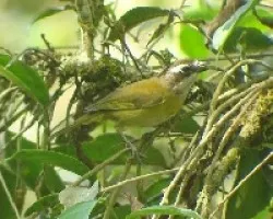 Chlorospingus optalmicus