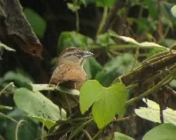 Zacatonero