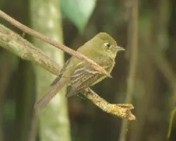 Empidonax occidenalis