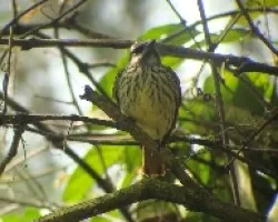 Suphur bellied Flycatcher