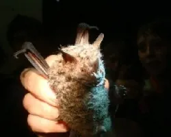 bat
