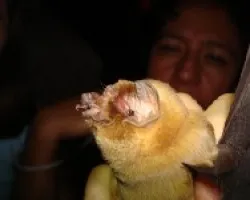 Murcielago cara de fantasma
