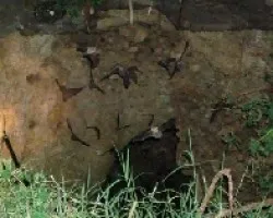 baticueva 