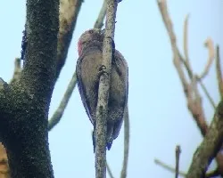 Melanerpes auriforns